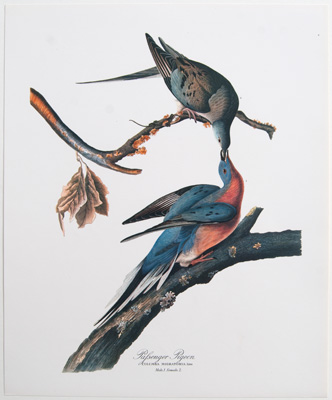 Passenger Pigeon